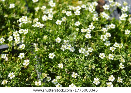 Green plants with white flowers Sagina subulata "Green moss". Photo for the catalog of plants of the garden center or plant nursery. Sale of green space. Close-up
 Royalty-Free Stock Photo #1775003345