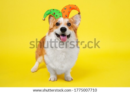 Cute welsh corgi pembroke or cardigan dog in funny colorful clown hat with bells stands on yellow background and smiles, front view, copy space for text, holiday concept.