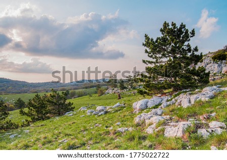 Photo from top of Ai-Petri mountain, tree grows on rock, beautiful horizon and blue sky with white clouds