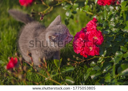 cute little gray cat british kitten sniffs red bush roses on green grass Royalty-Free Stock Photo #1775053805