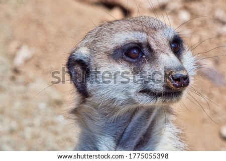 Meerkat close up of face.The meerkat or suricate is a small mongoose found in southern Africa. It is characterised by a broad head, large eyes, a pointed snout, long legs, a thin tapering tail.