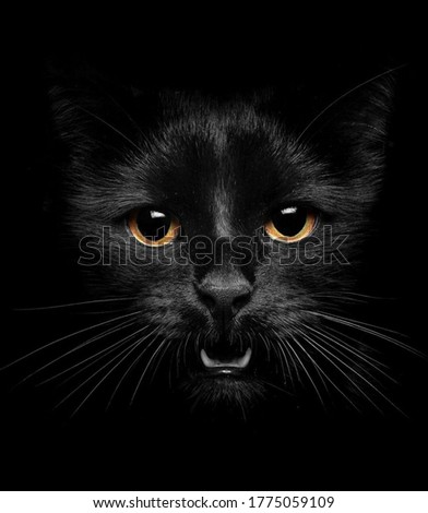 Indian domestic black cat with golden eyes within the black background