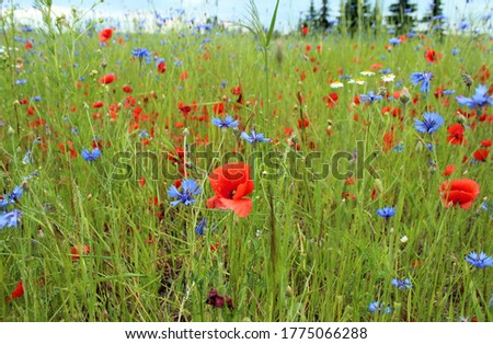 Poppy and chicory flowers growing in the meadow in Silesia, Poland. 