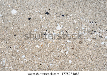 Shells on the beach by the sea.selective focus and background