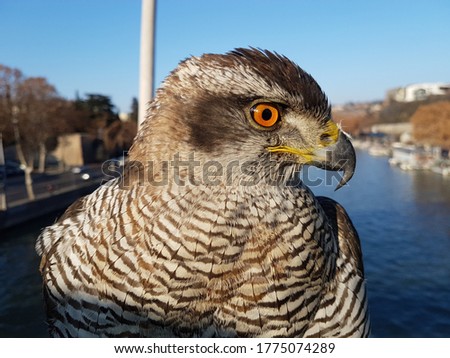 Northern hawk close-up. on the background of the river. Royalty-Free Stock Photo #1775074289