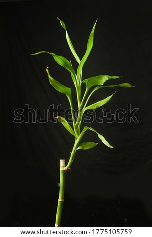 picture of bamboo plants on black background


