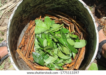 Close up of ayahuasca leaves and roots in a pot ready to be boiled
