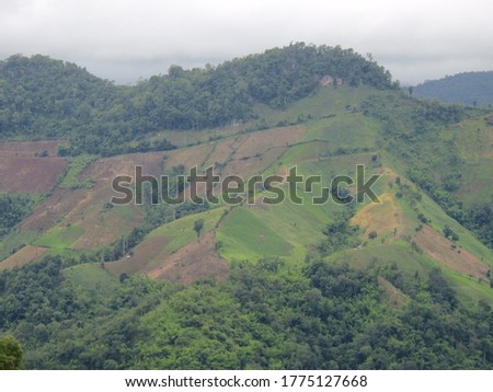 The picture shows many complicated mountains and large green trees. Yellow meadow Natural in the rainy season in northern Thailand Mae Hong Son province