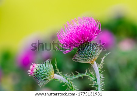 Pink Blessed milk thistle flowers, close up. Silybum marianum herbal remedy, Saint Mary's Thistle, Marian Scotch thistle,  Mary Thistle, Cardus marianus bloom Royalty-Free Stock Photo #1775131931