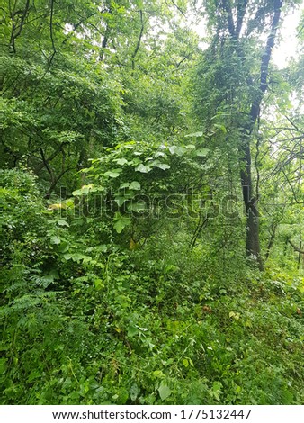 a picture of the forest cleaned by rain