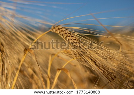 Yellow wheat spike on the blue sky. Arcicultural background. Out of focus