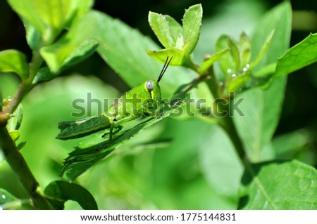 Nature grasshopper stay in green leaf closeup
