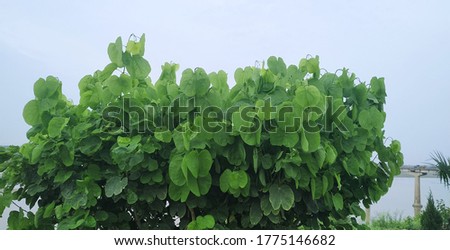 Beautiful plants of flowers and green leafs