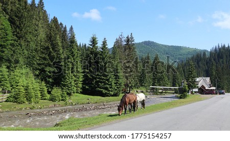 Photo with image a green pine forest on a background a blue sky and clouds. Stormy river in the mountains. Wild horses graze, eat grass. Carpathians, christmas tree, fir-tree, spruce