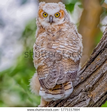 White coloured owl is sitting on the bark of tree is focused with blurred background