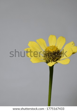Bright zinnia blossoms blooming on the white background