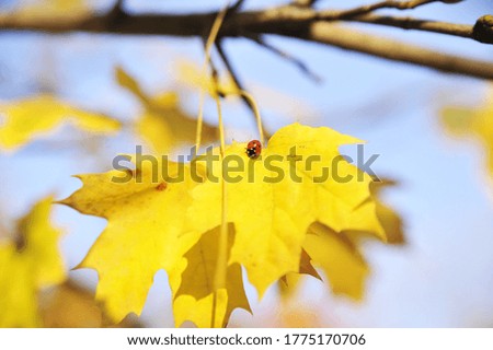 The autumn leaves on blue sky background.