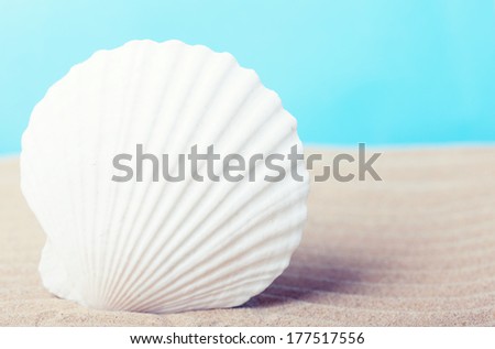 Sea shell on a beach