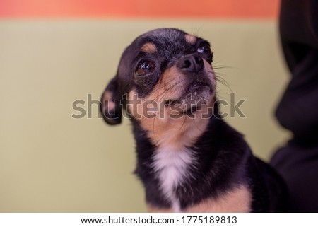 Beautiful chihuahua dog. Animal portrait. Stylish photo. Chihuahua indoors. The dog will grin in surprise to the side. Mini breed of dog Shorthair. A pet. Dog black with brown and white spots