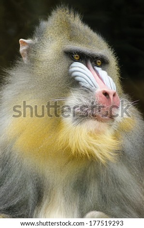 Portrait view of an adult male mandrill.Mandrillus sphinx is a primate of the Old World monkey with olive green and dark gray pelage,yellow bands,white belly,red nostrils,blue cheeks and yellow beard.