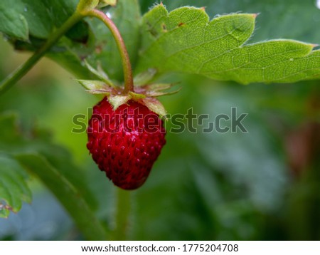 Strawberries in the garden. Berry on a twig. Home gardening.