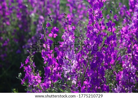Delphinium, Consolida regalis violet flower in bloom