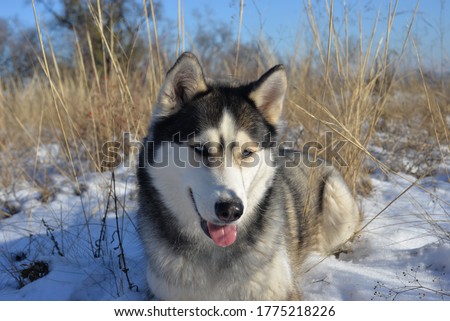 Siberian husky lies in the snow in the wild. Close-up photo