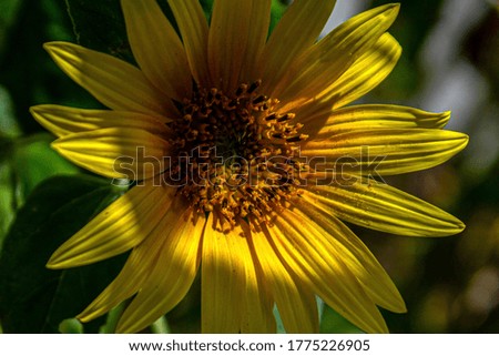 Close-up of sunflower that struck light.