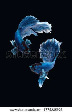 Two dancing of betta siamese fighting fish (Halfmoon Rosetail in white blue color) isolated on black background. image photo