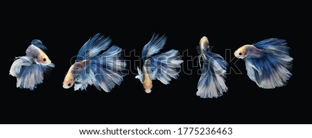 Photo collage set of betta siamese fighting fish (Giant Halfmoon Rosetail in white blue color combination) isolated on black background. Image Photo