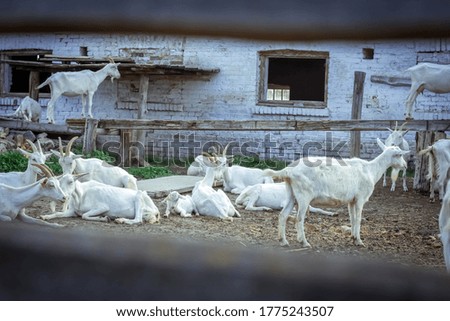 
Goats on the farm graze and rest