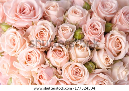 Bright pink roses background Royalty-Free Stock Photo #177524504