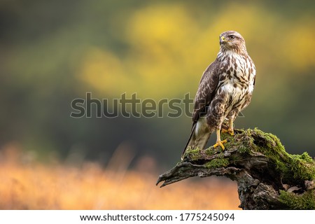 Impressive common buzzard, buteo buteo, sitting on branch in autumn with copy space. Dominance bird of prey observing on bough with moss. Feathered animal with white and brown plumage. Royalty-Free Stock Photo #1775245094