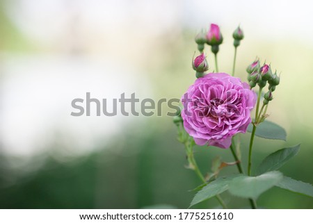 Beautiful violet rose in the garden. Blooming lavender roses on the bush. Copy space, blurred background. Greeting card. Closeup.
