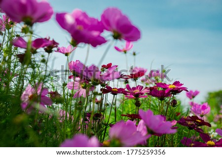 Cosmos flower field in many colors, beautiful and refreshing.