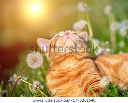 Cat on nature outdoors. Funny ginger kitten walking in the grass with dandelions in summer on a sunny day