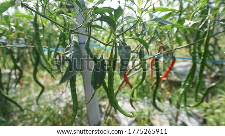 
Red and green curly chili which is the result of the garden of farmers who are harvesting. suitable for people who are looking for pictures about Plantation