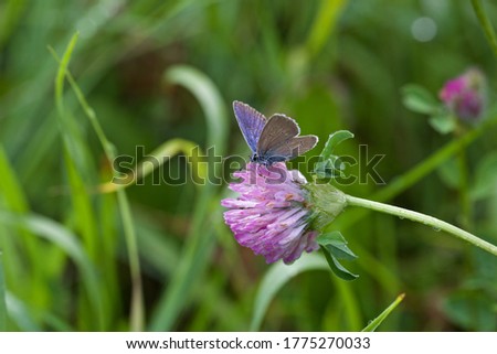 A Cyaniris semiargus butterfly (the Mazarine blue) on a clover flower. A small bluish butterfly on a pale pink flower.