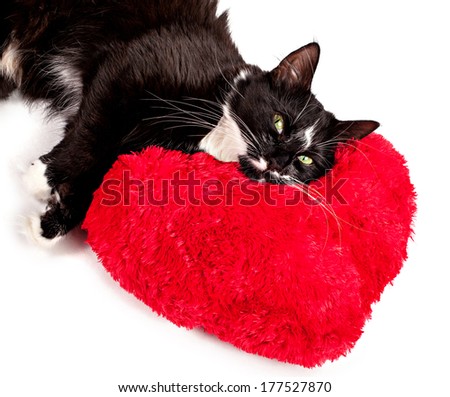 Cute black-white cat lying on the heart-formed pillow