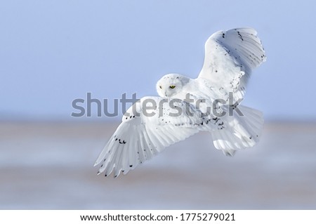 Snowy Owl foraging in the snow