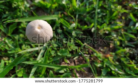 Picture of white fungus. Picture of grass with fungus.