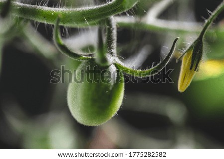 Macro of an unripe, fresh tomato plant. 