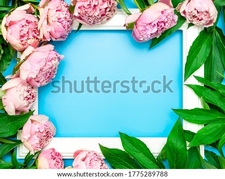 White frame surrounded by beautiful pink peonies on a blue background, top view, copy space, flat lay. Mockup greeting card, invitations to a holiday or wedding. Bright summer flower concept.