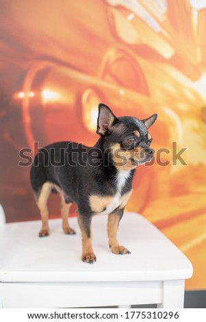 Beautiful chihuahua dog. Animal portrait. Stylish photo. Chihuahua indoors. The dog will grin in surprise to the side. Mini breed of dog Shorthair. A pet