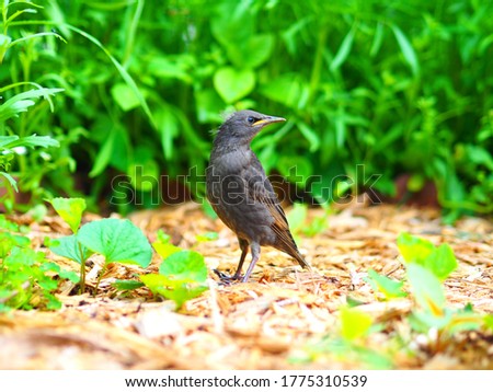 young handsome starling profile Pic 