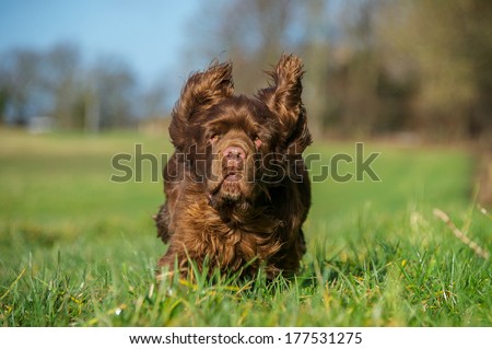Working Dog Royalty-Free Stock Photo #177531275