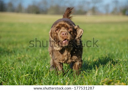 Working Dog Royalty-Free Stock Photo #177531287