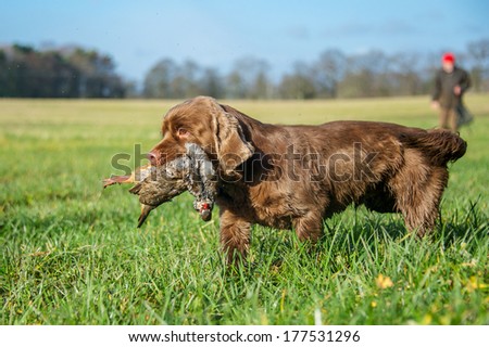 Working Dog Royalty-Free Stock Photo #177531296