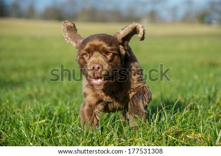 Working Dog Royalty-Free Stock Photo #177531308