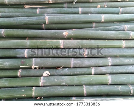
long green textured bamboo trees